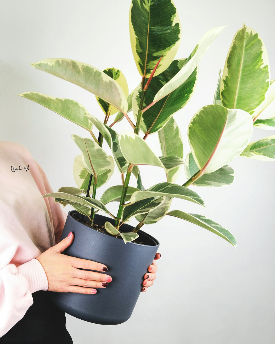 Caoutchouc (Ficus elastica) : une plante verte d'intérieur facile à vivre