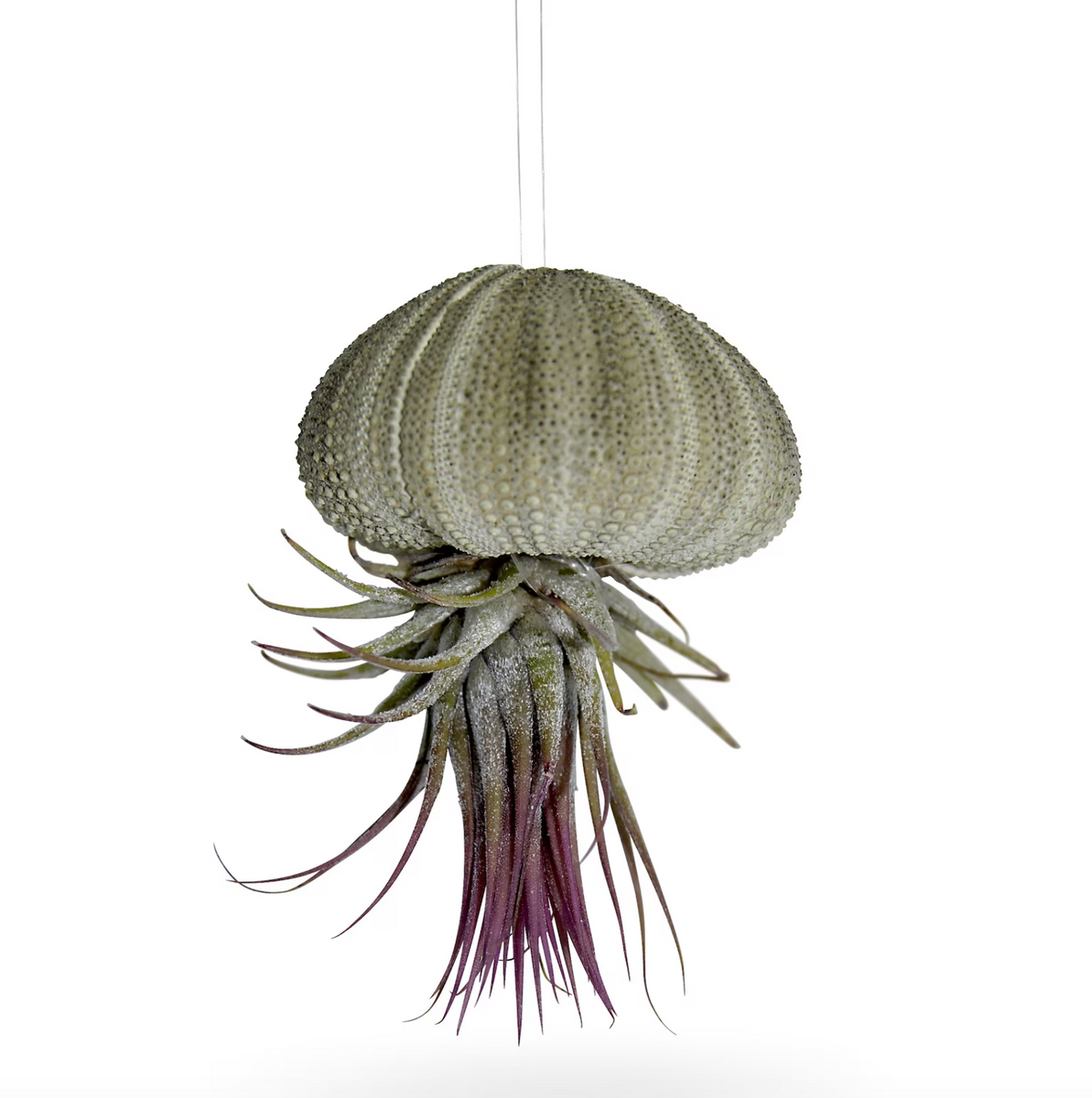 Ensemble de 3 à partir d'un véritable coquillage avec tillandsia