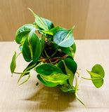 Philodendron scandens Brazil
