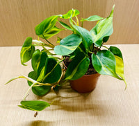 Philodendron scandens Brazil