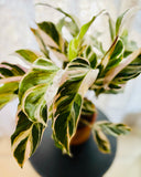 Calathea Fusion Star