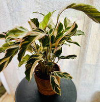 Calathea Fusion Star