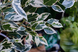 Ficus Benjamina Variegata